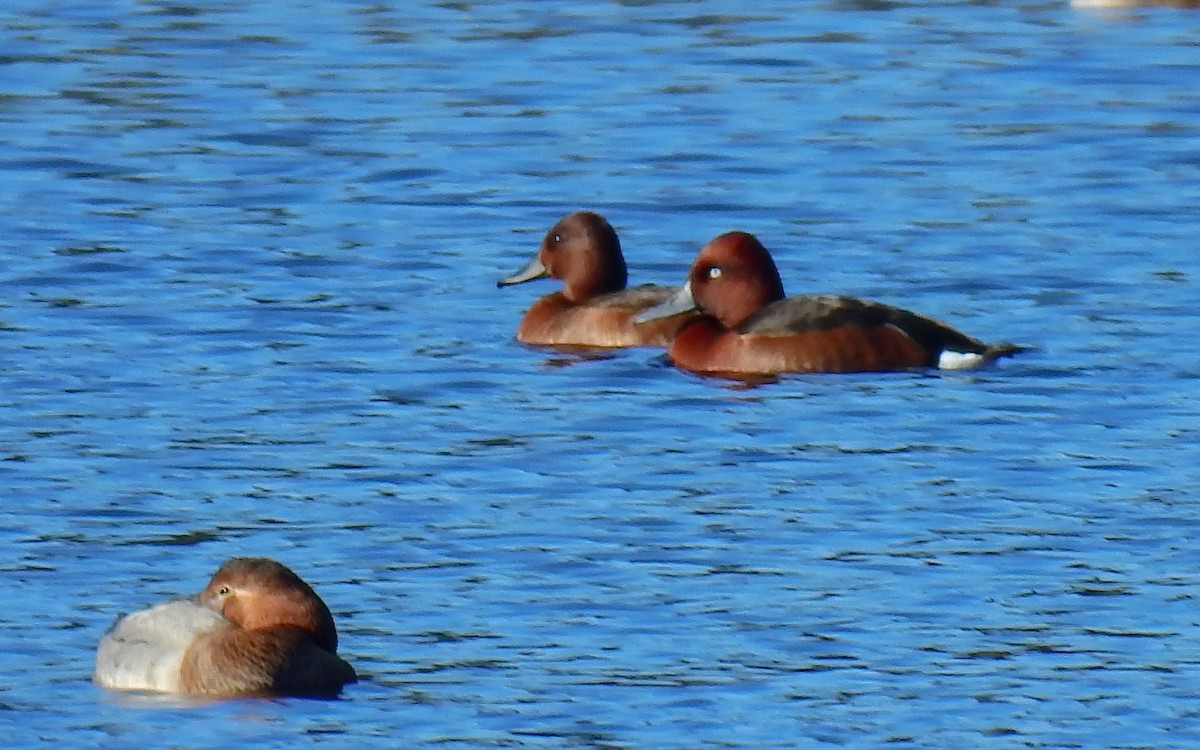 Ferruginous Duck - ML612840424