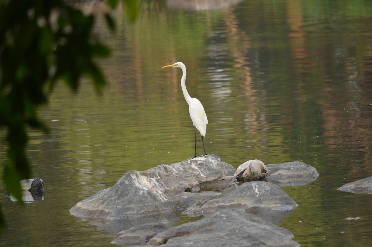 Great Egret - Gopal bhagavatula