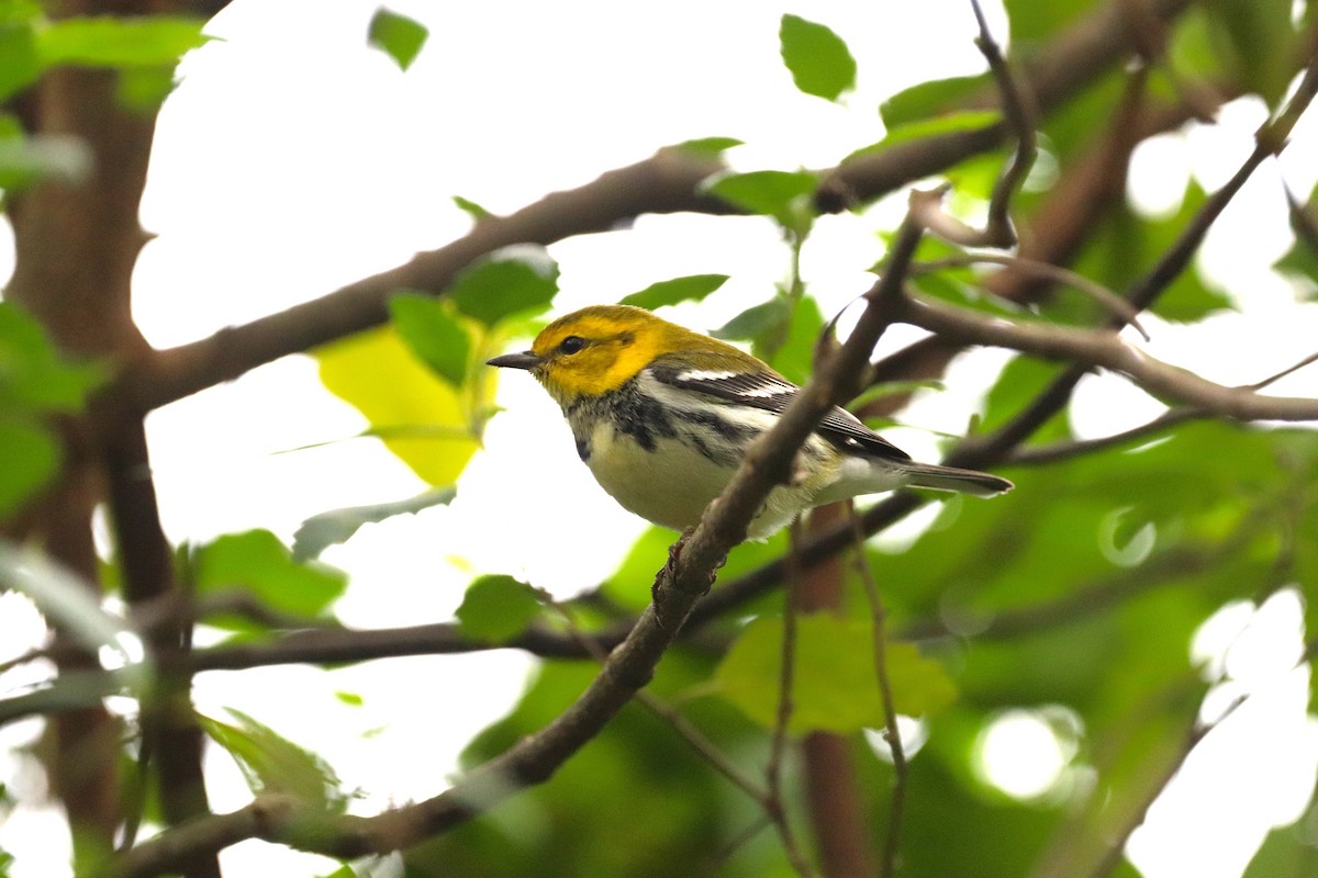 Black-throated Green Warbler - Omar Paez