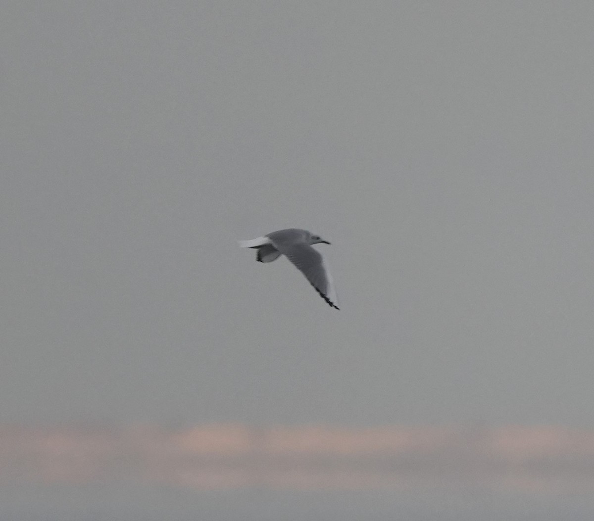 Bonaparte's Gull - ML612840553