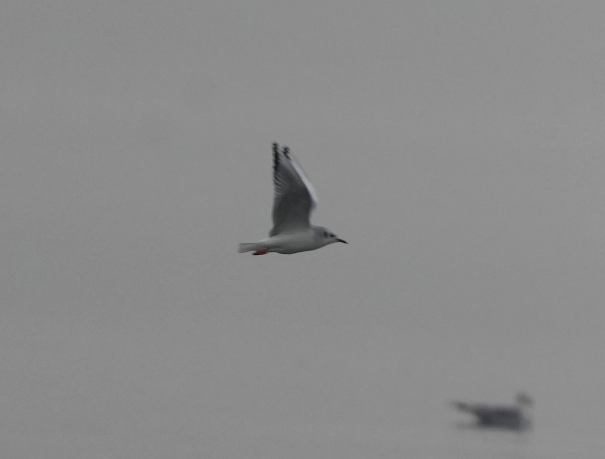 Bonaparte's Gull - ML612840562