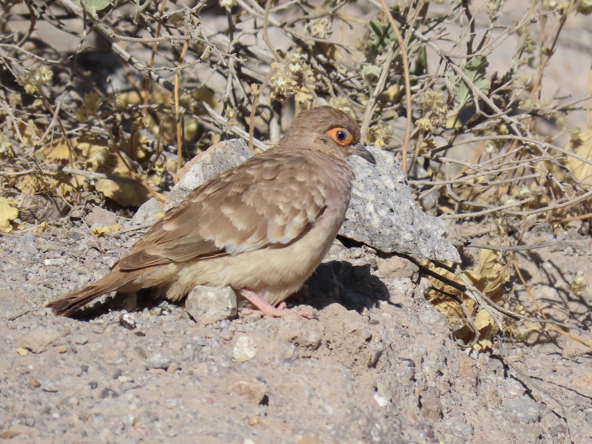 Bare-faced Ground Dove - ML612840591