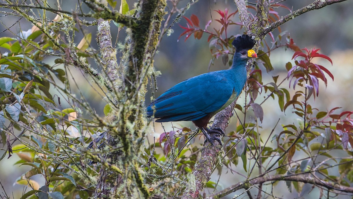 Turaco Gigante - ML612840633