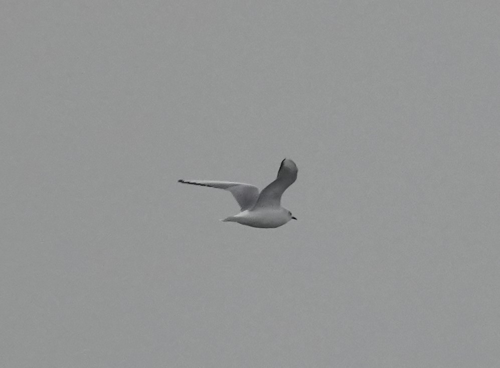 Bonaparte's Gull - ML612840644