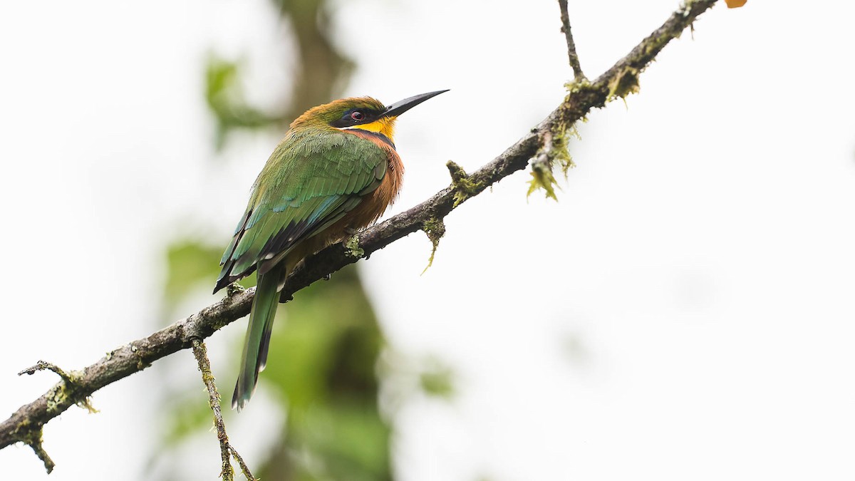 Cinnamon-chested Bee-eater - ML612840647