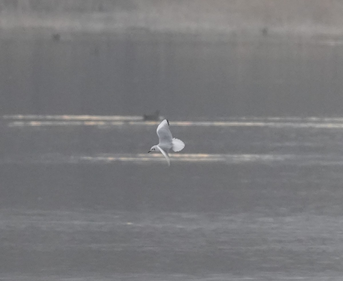 Bonaparte's Gull - ML612840649
