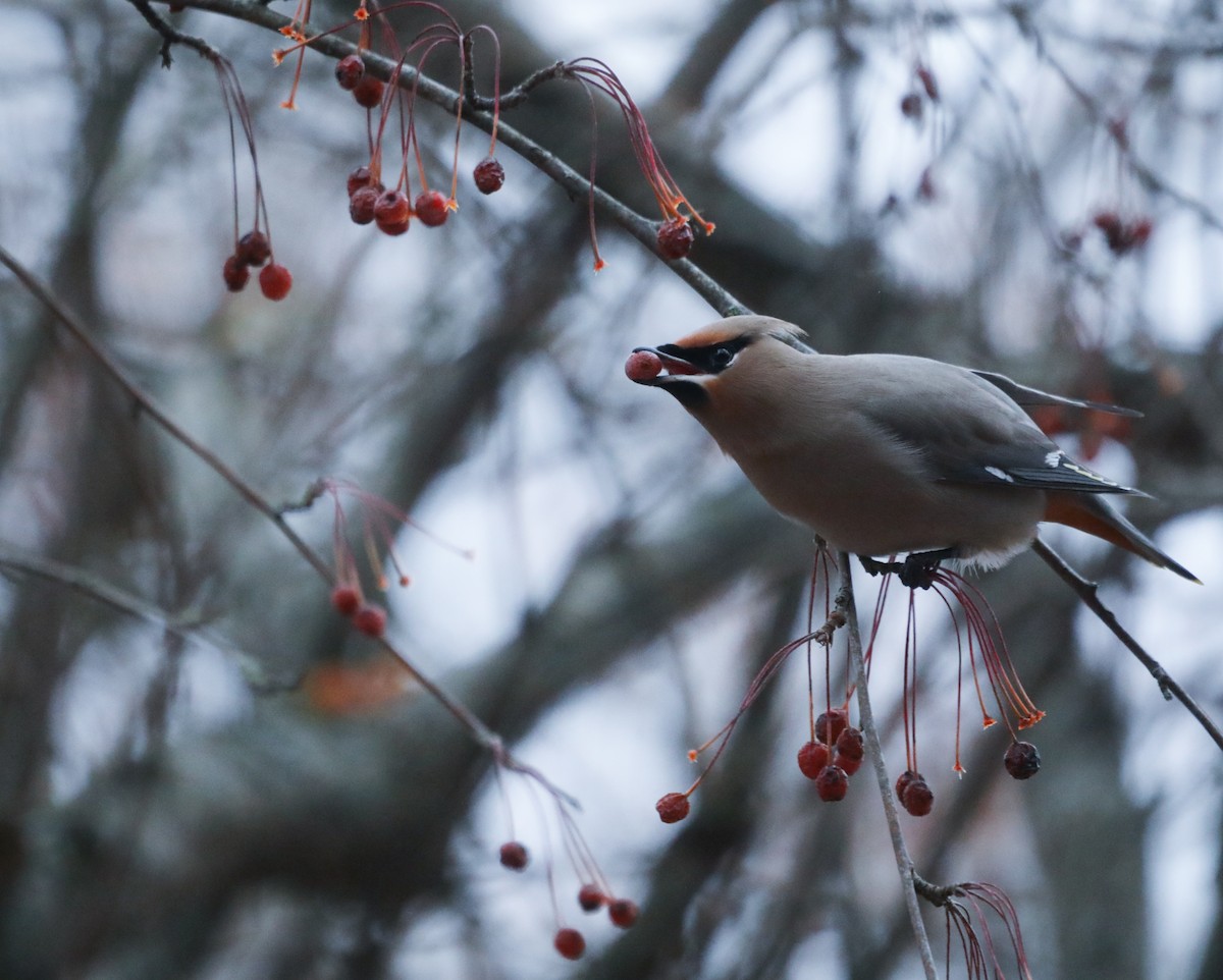 Bohemian Waxwing - ML612840668