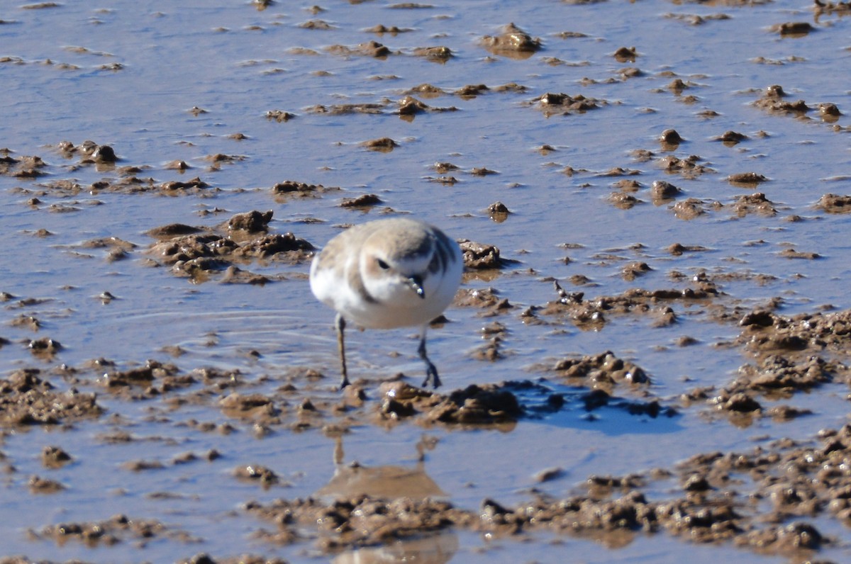 Snowy Plover - ML612840684