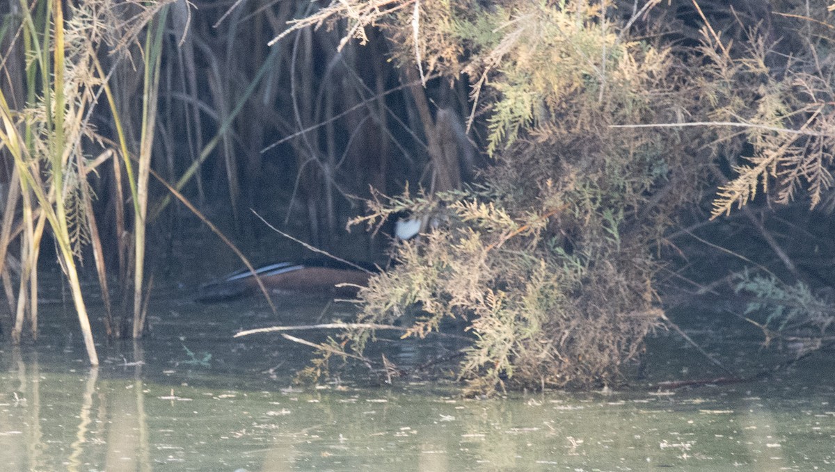 Hooded Merganser - ML612840688