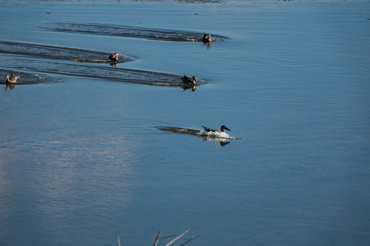 Northern Shoveler - ML612840708