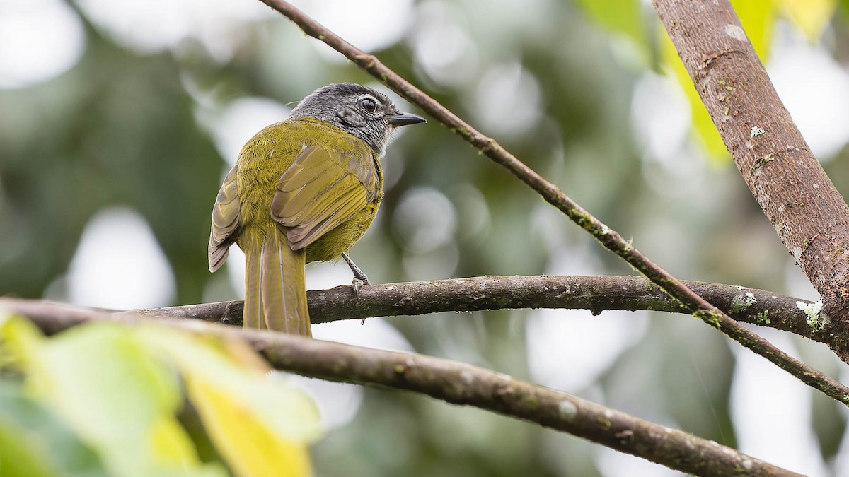 Eastern Mountain Greenbul - ML612840728