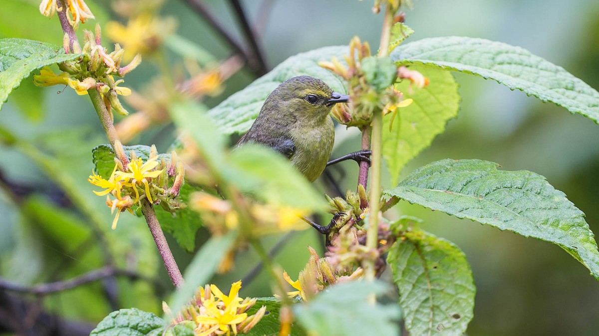 Regal Sunbird - ML612840761