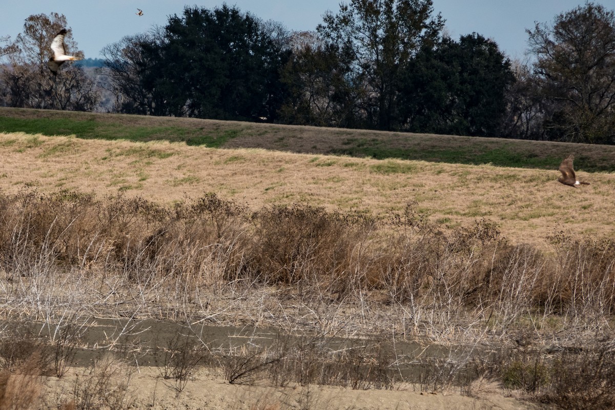 Northern Harrier - ML612840767