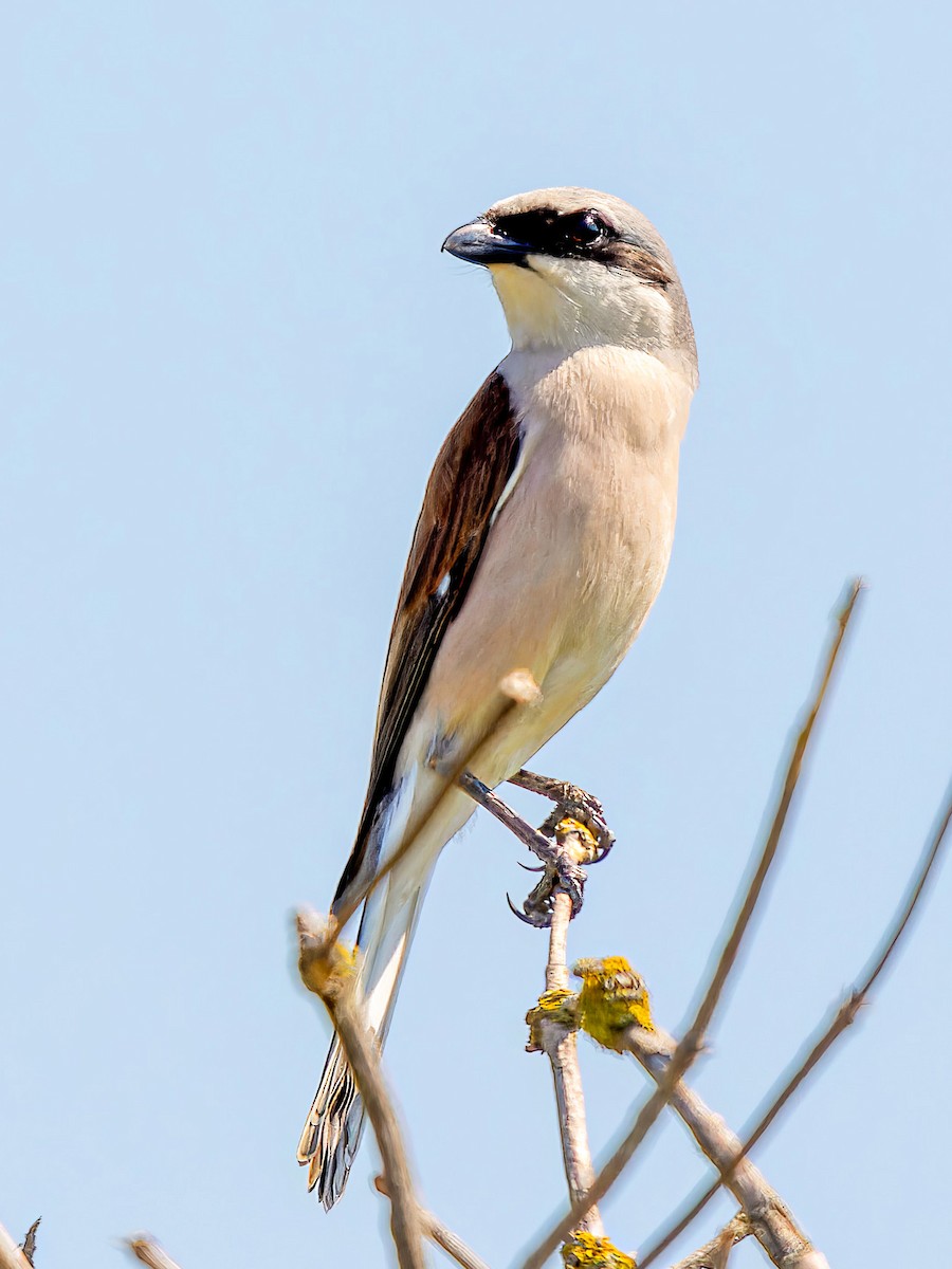 Red-backed Shrike - ML612840787