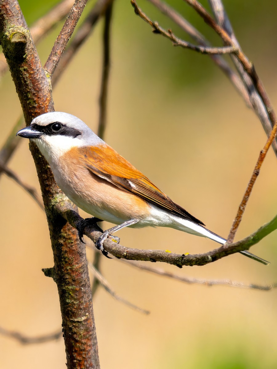 Red-backed Shrike - ML612840792