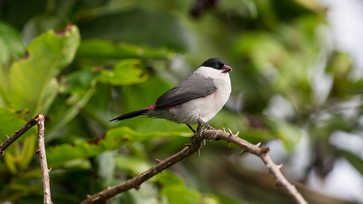 Black-crowned Waxbill - ML612840800