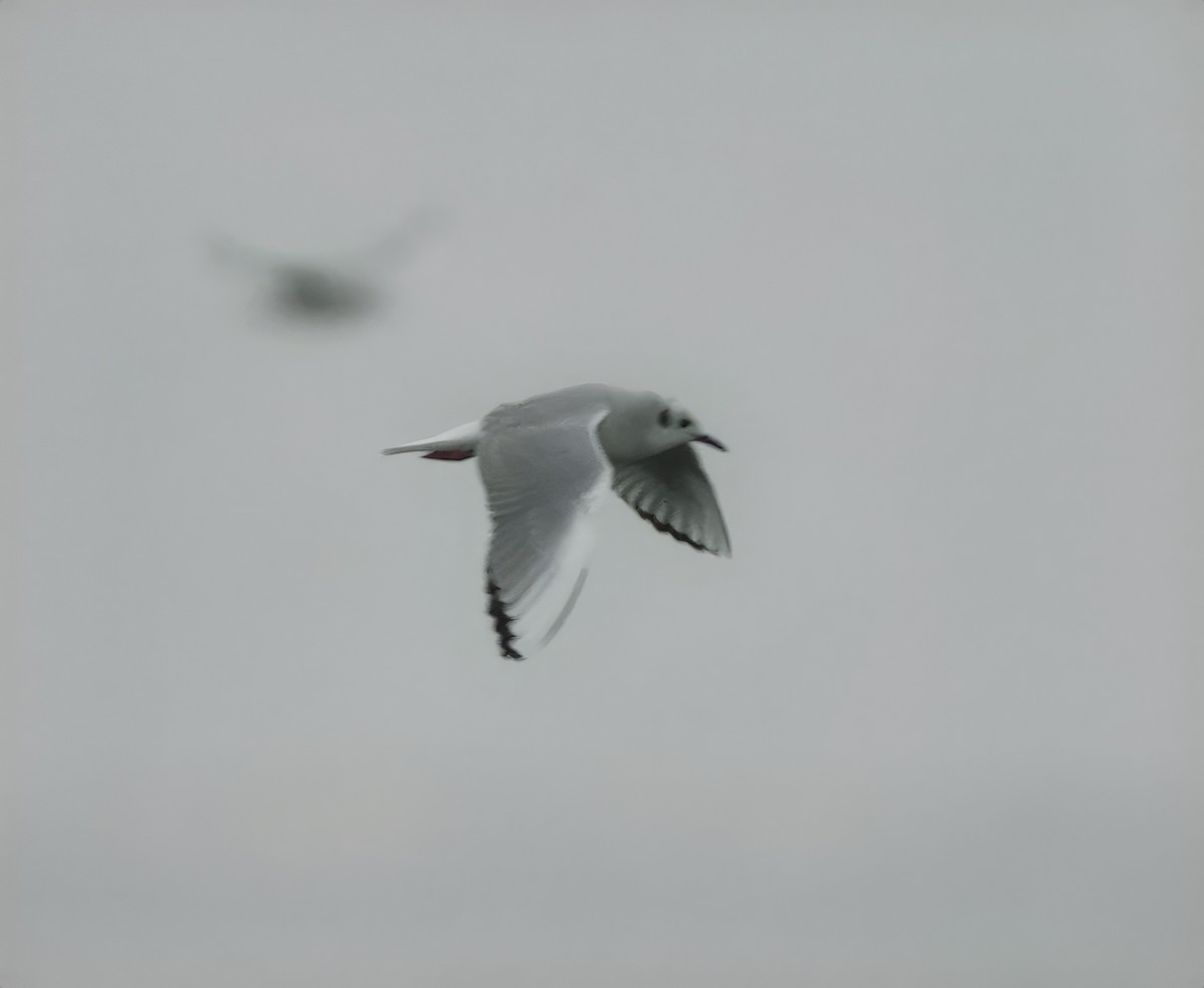 Bonaparte's Gull - ML612840829