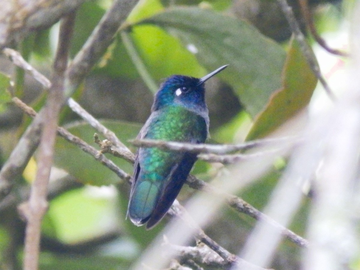 Violet-headed Hummingbird - Edouard Paiva