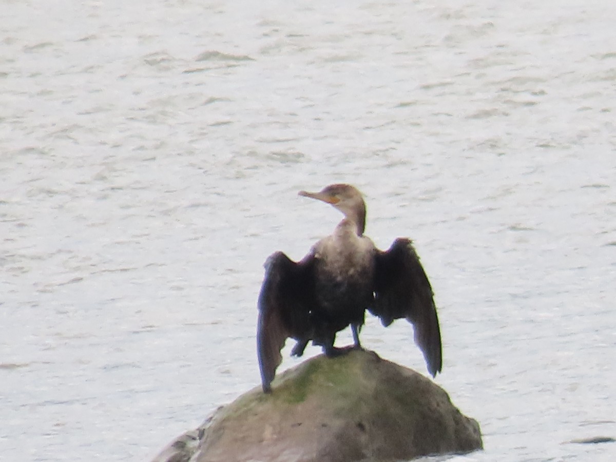 Neotropic Cormorant - ML612841114