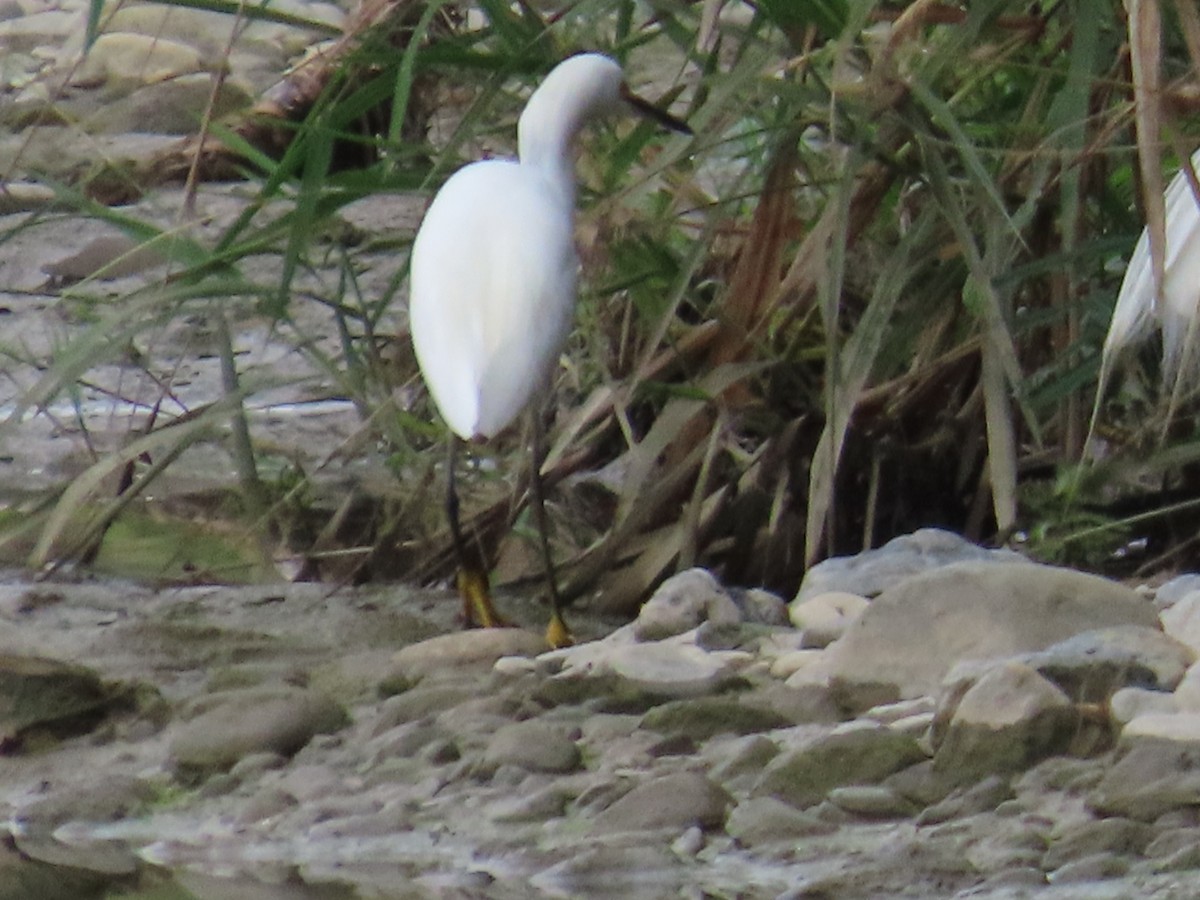 Snowy Egret - ML612841126