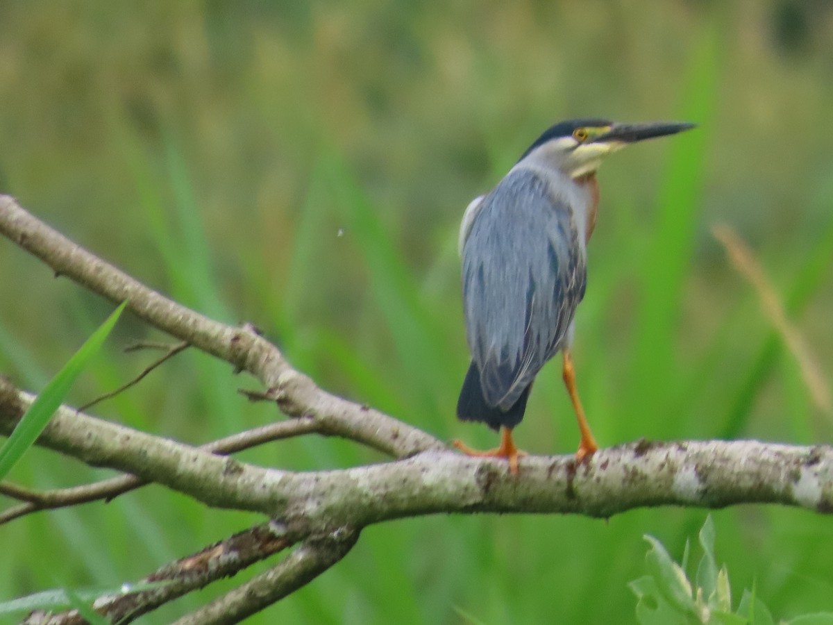 Striated Heron - ML612841149