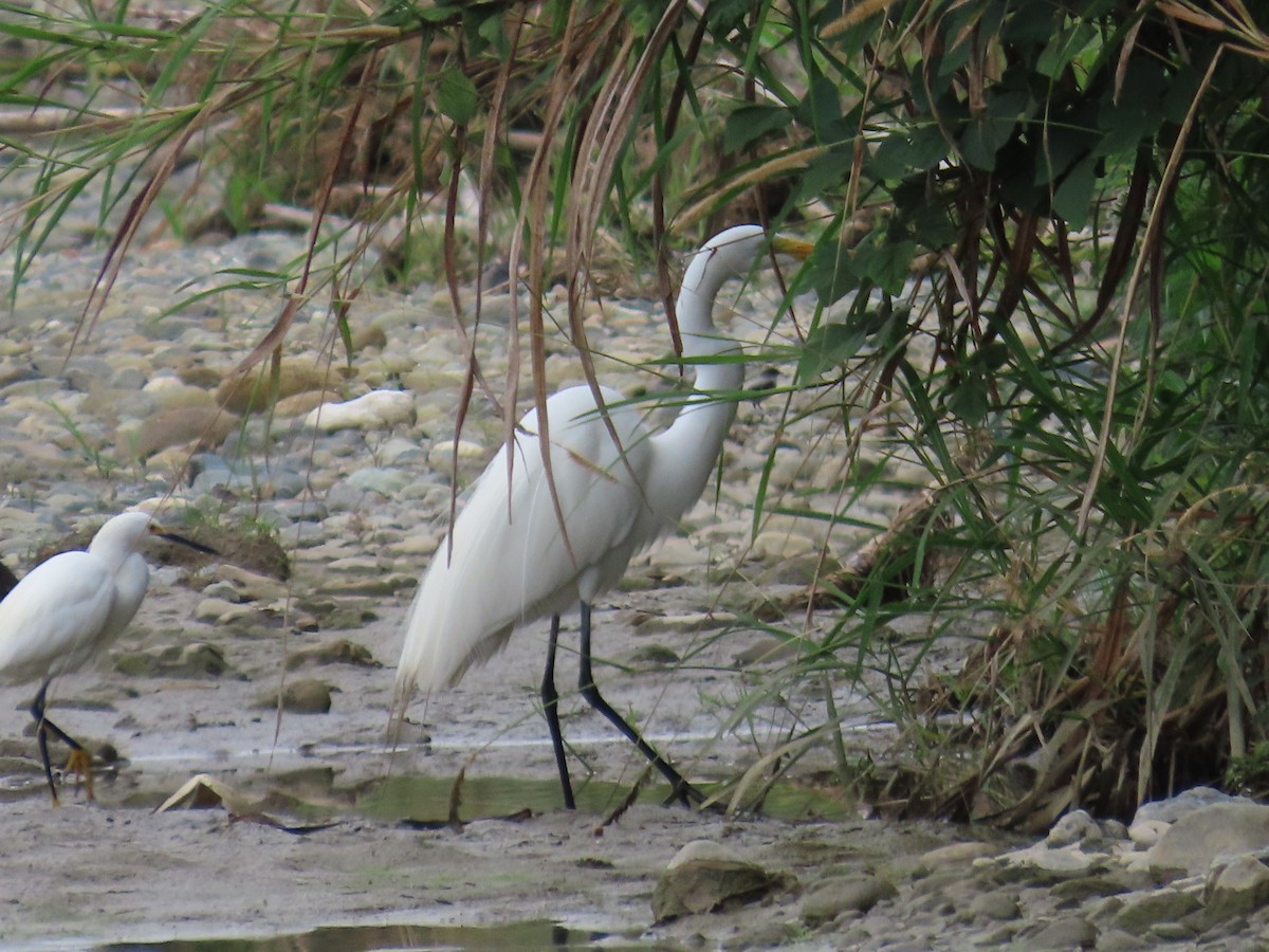 Great Egret - ML612841158