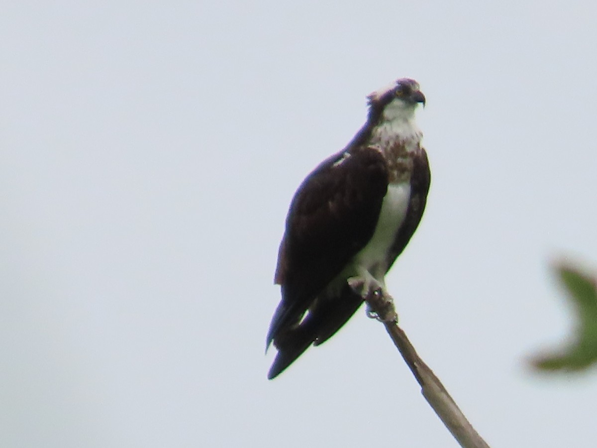 Osprey - ML612841174