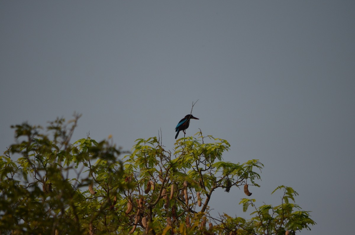 White-throated Kingfisher - ML61284121