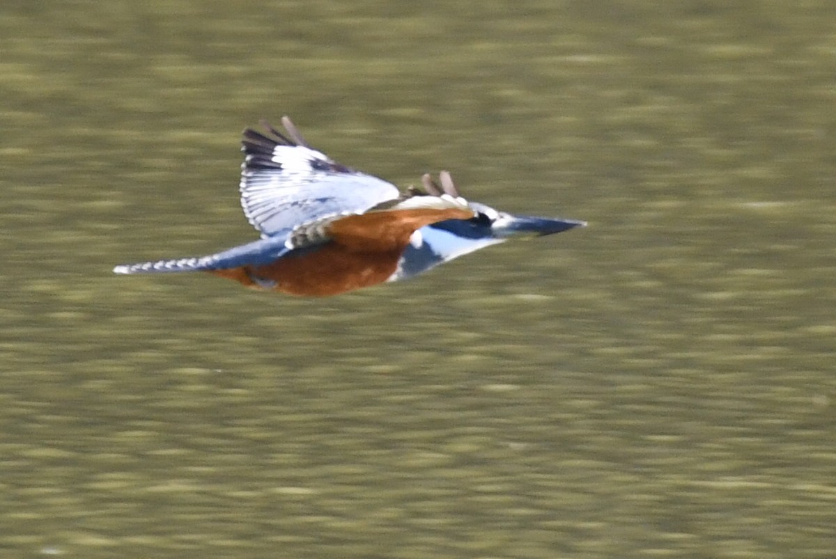 Martin-pêcheur à ventre roux - ML612841242