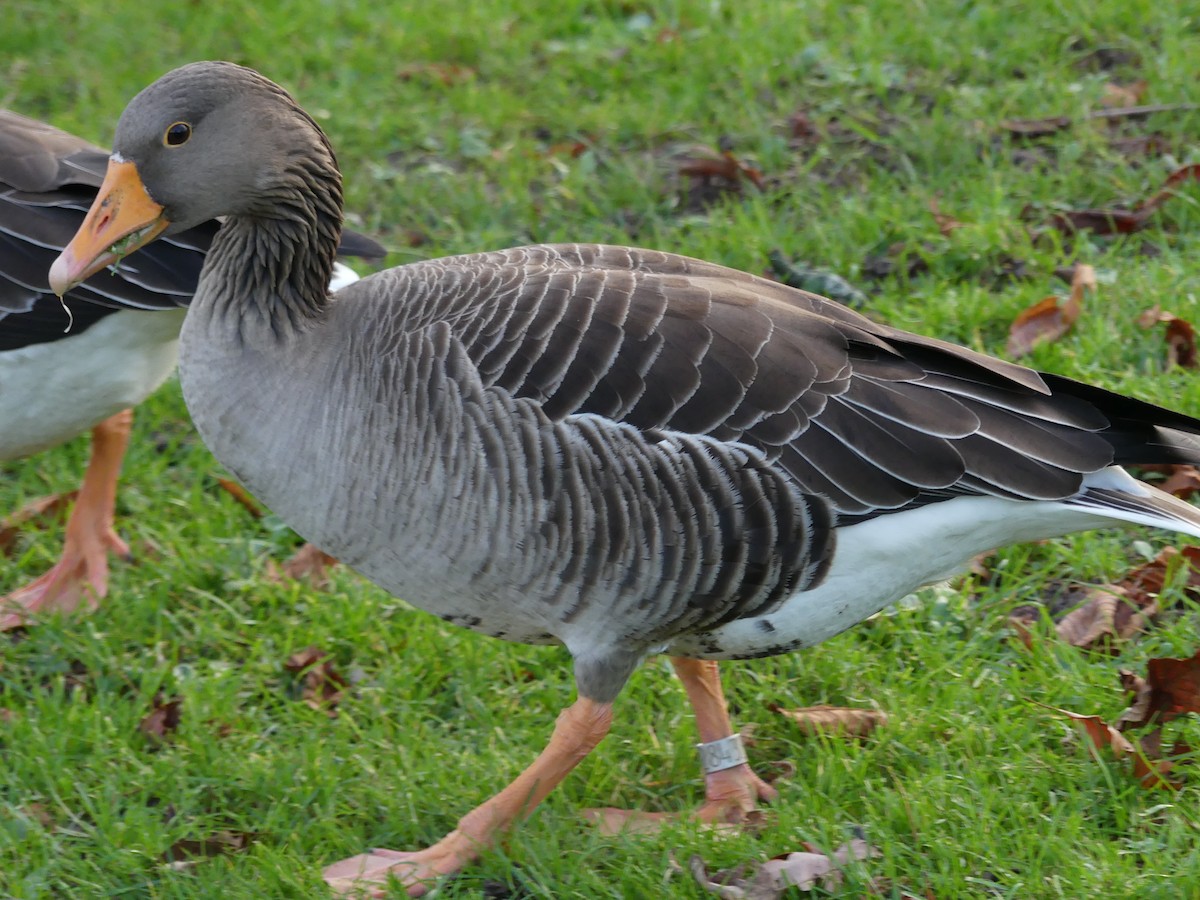 Graylag Goose - ML612841272