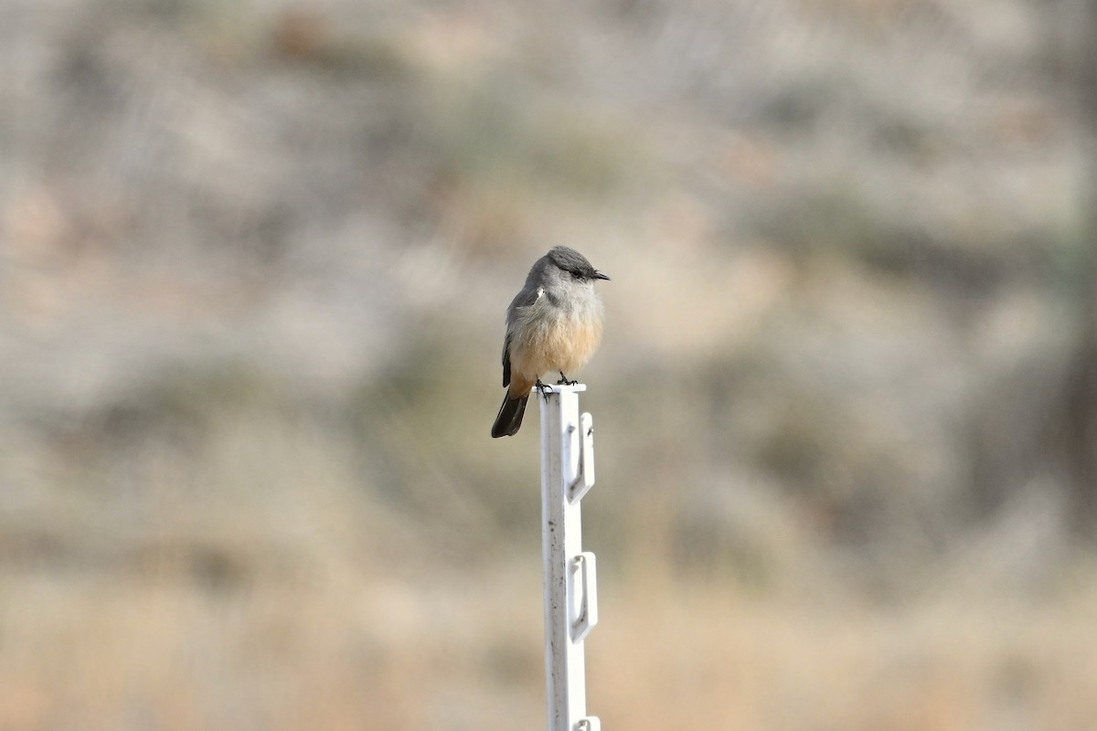 Say's Phoebe - ML612841286