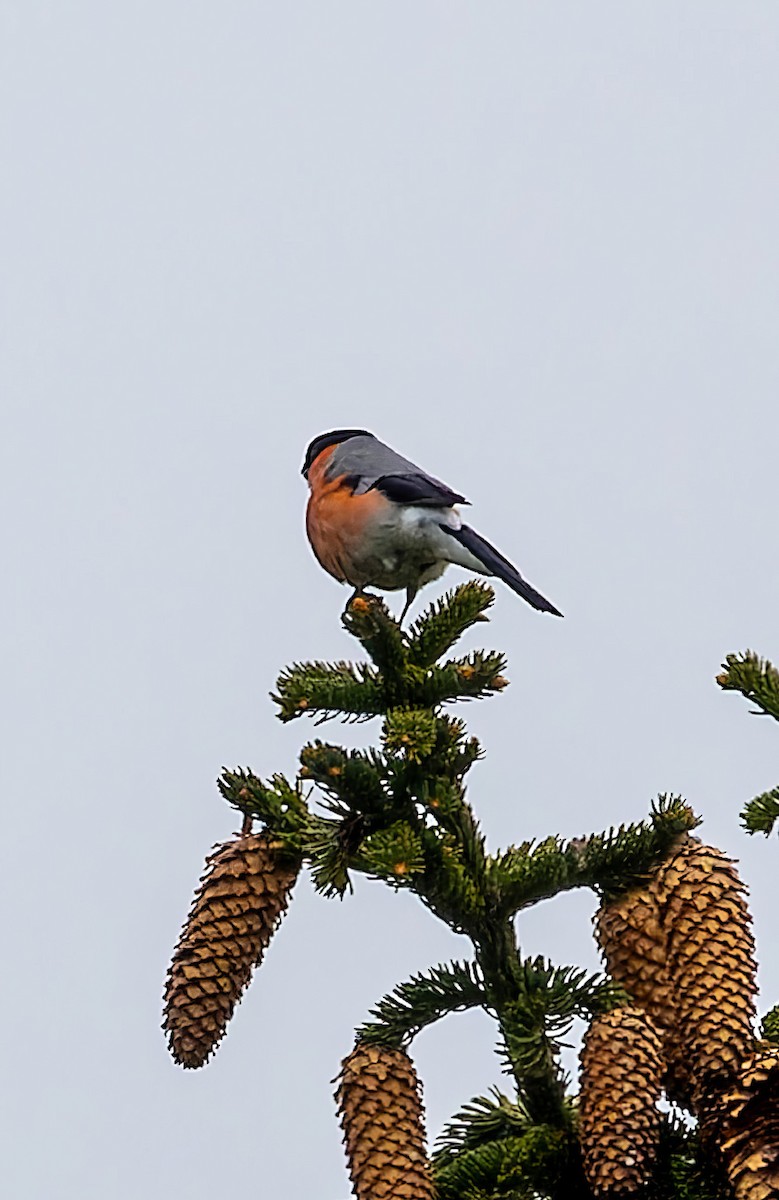 Eurasian Bullfinch - ML612841301