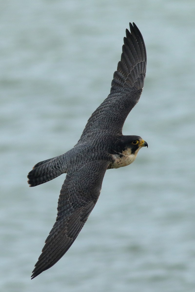 Peregrine Falcon - ML612841303