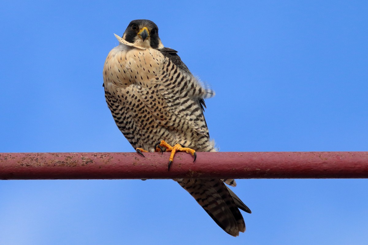 Peregrine Falcon - ML612841305