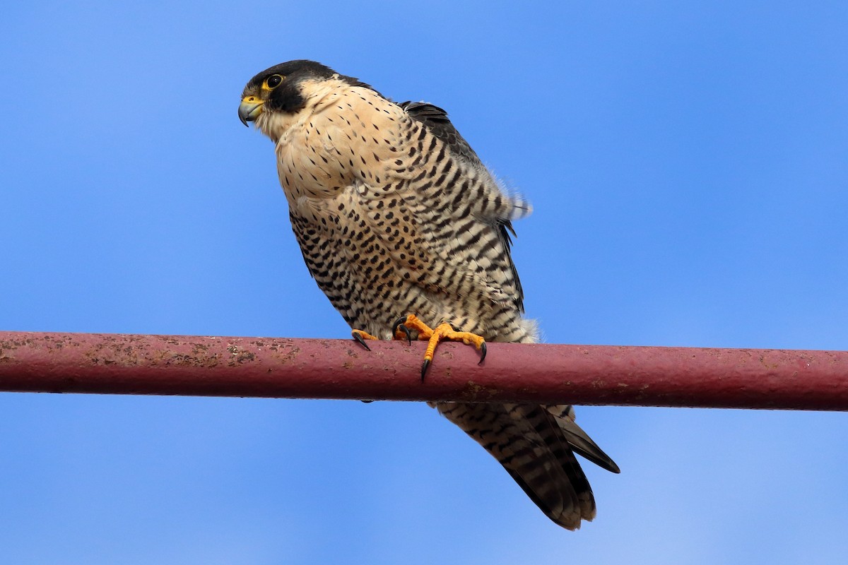 Peregrine Falcon - ML612841306