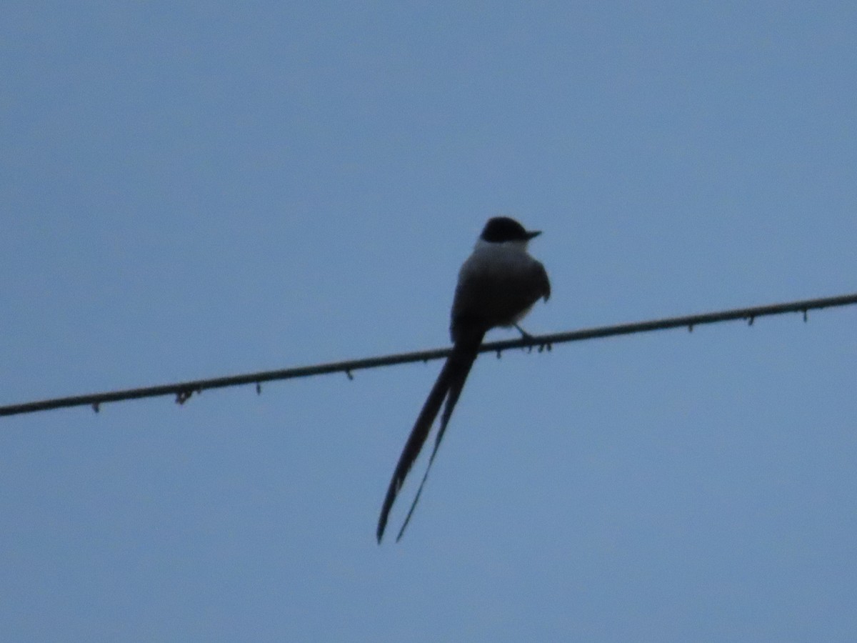 Fork-tailed Flycatcher - ML612841341