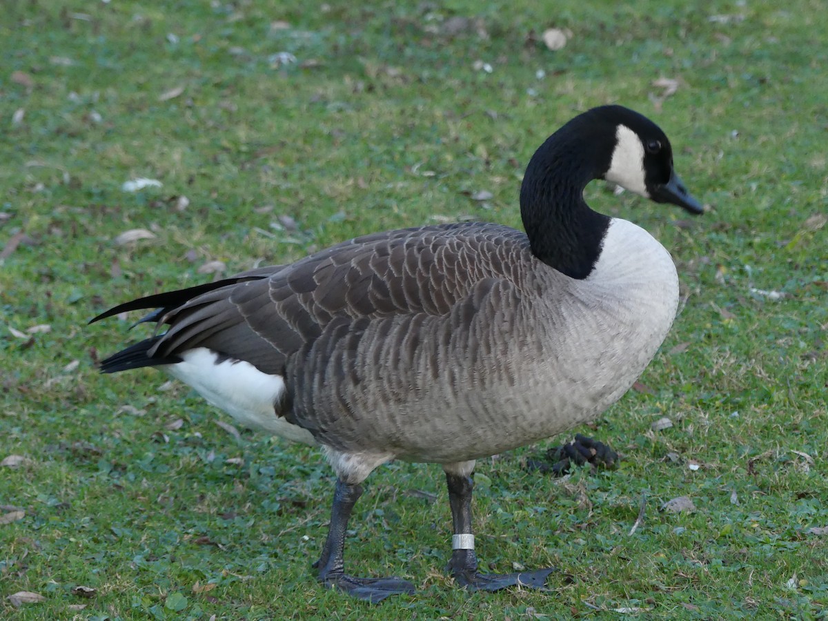 Canada Goose - ML612841394