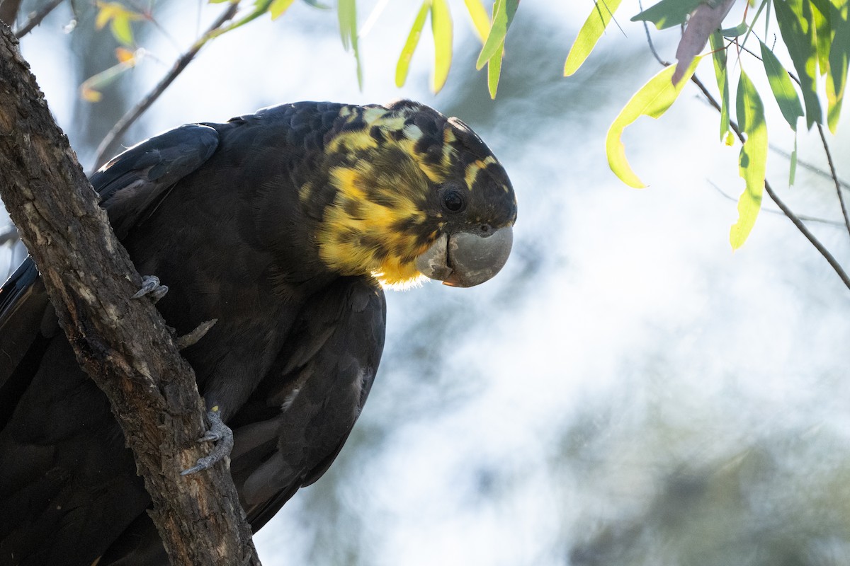 Glossy Black-Cockatoo - ML612841519