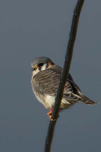 American Kestrel - ML612841633