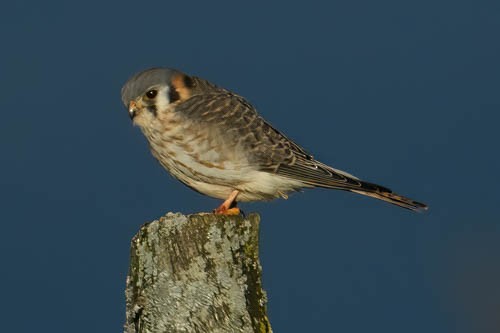 American Kestrel - ML612841635