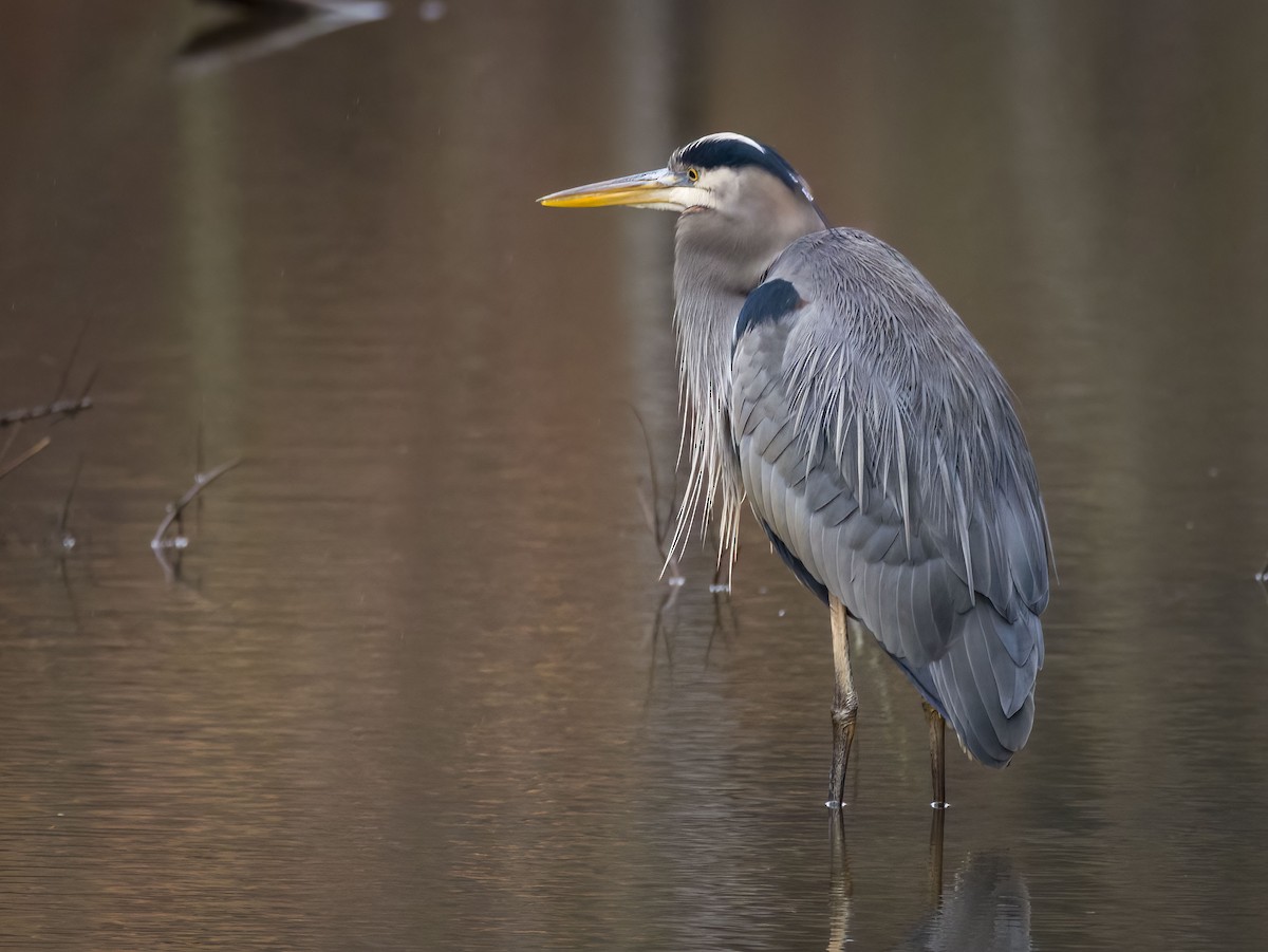 Great Blue Heron - ML612841657