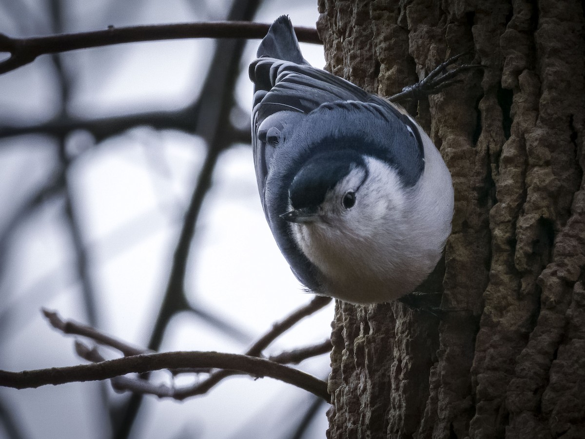 White-breasted Nuthatch - ML612841700