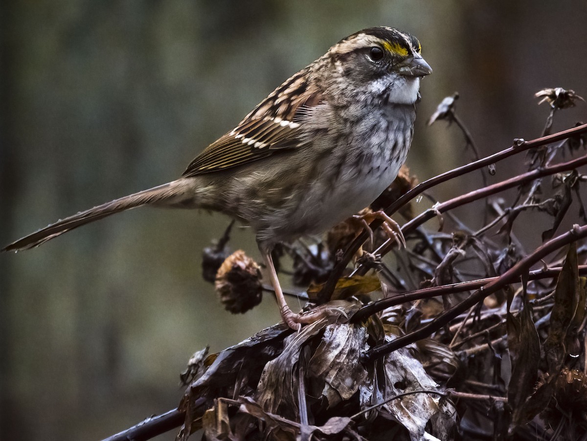 White-throated Sparrow - ML612841732