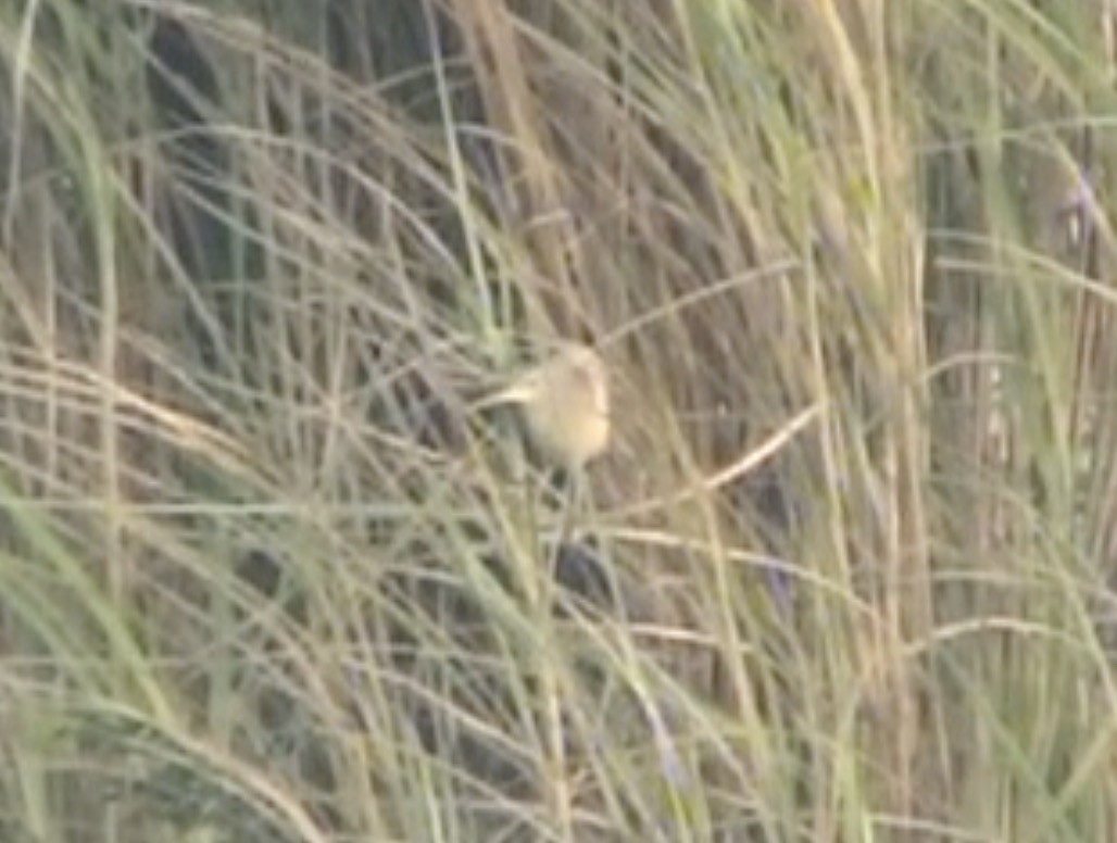 Yellow Bittern - ML612841888