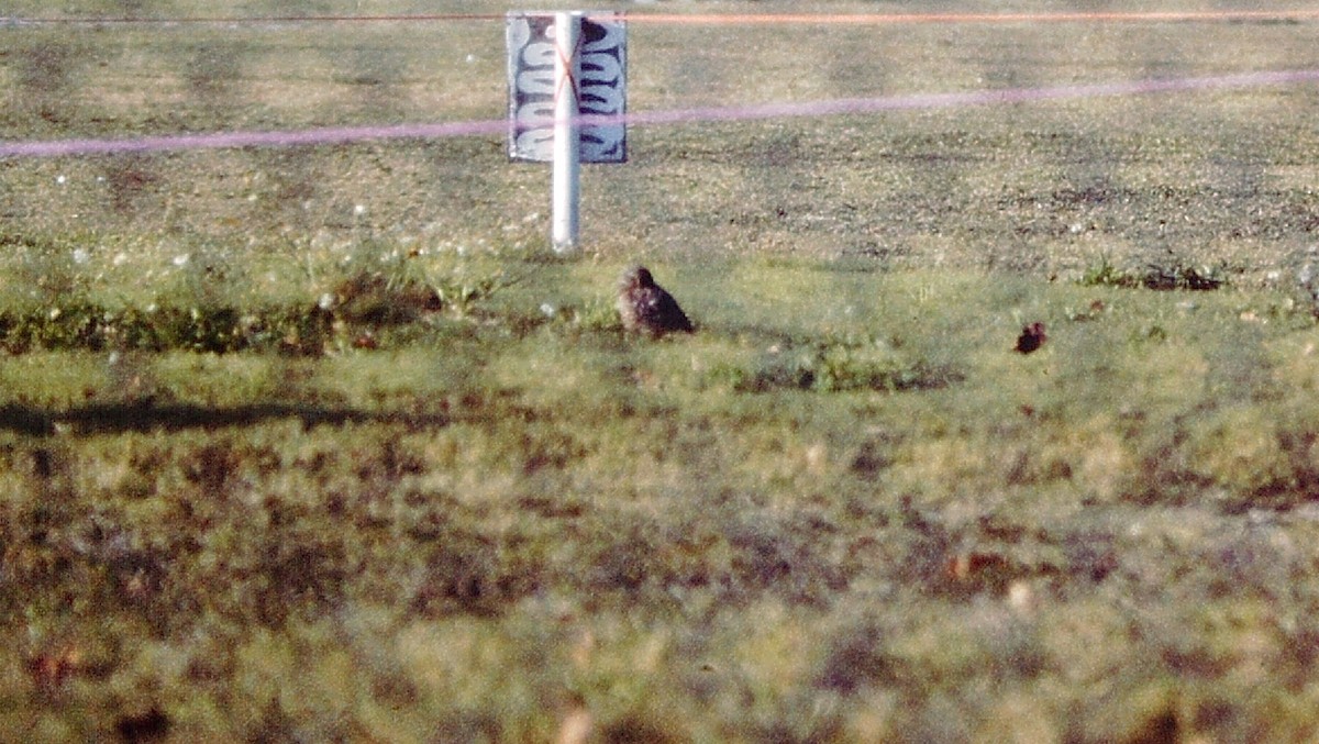 Burrowing Owl - Vince Elia