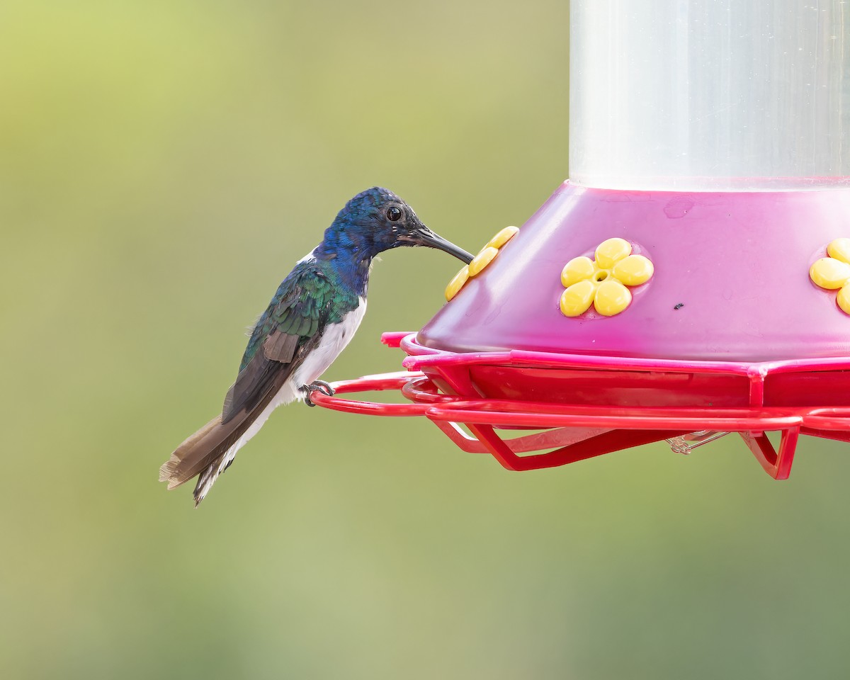 Colibrí Nuquiblanco - ML612841922