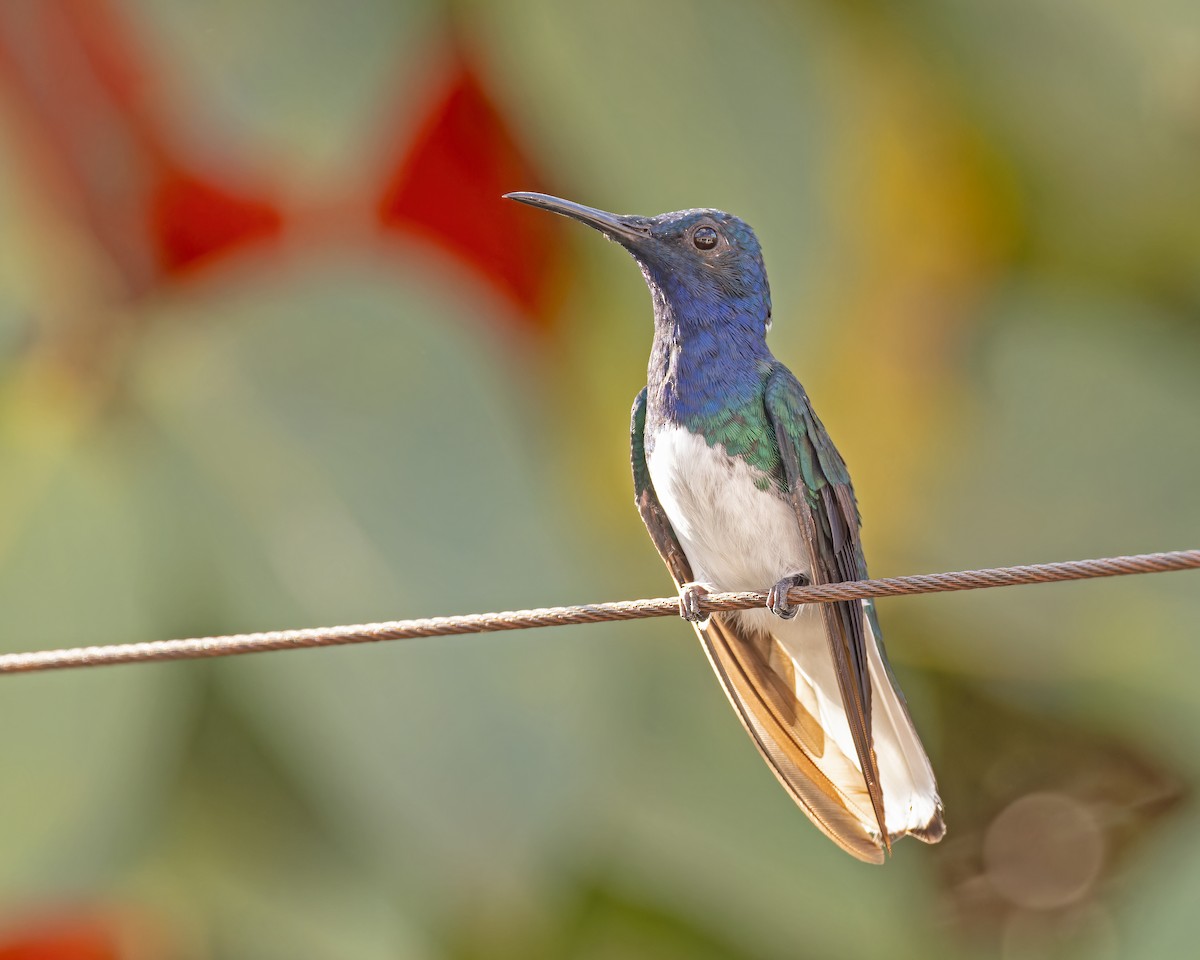 Colibrí Nuquiblanco - ML612841923