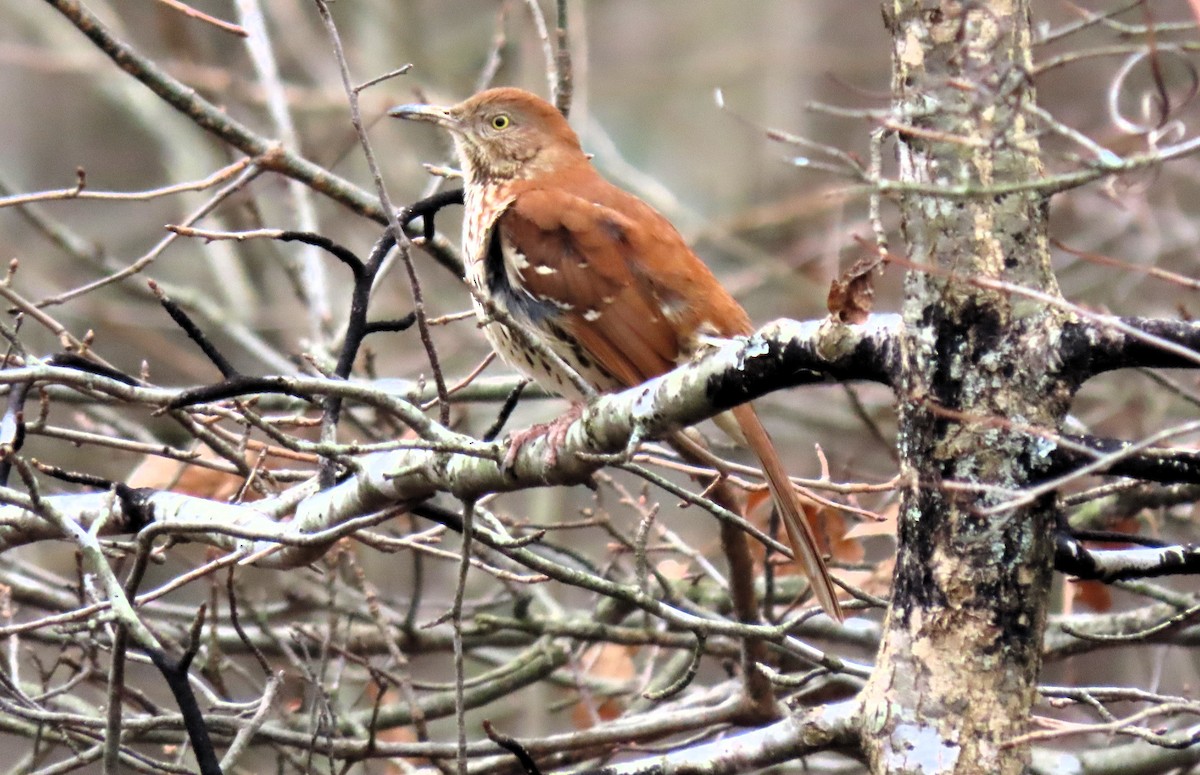 Brown Thrasher - ML612841928