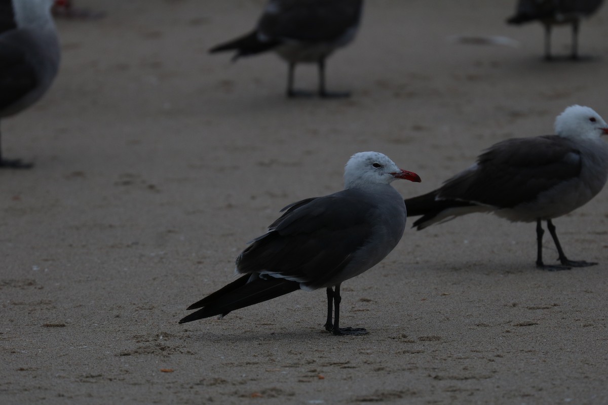 Heermann's Gull - ML612841944