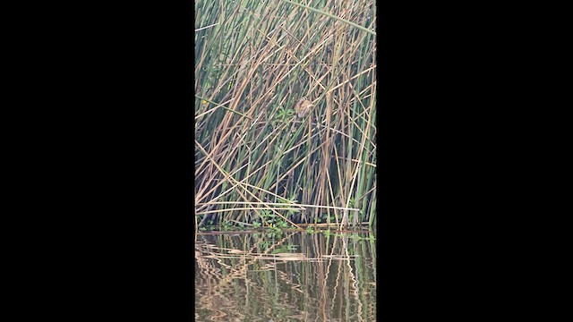 Stripe-backed Bittern - ML612841948